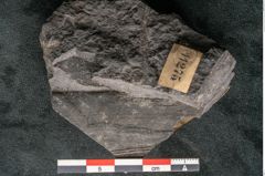Foto (Detailansicht) von Sphenopteris obtusiloba Brongniart (NHMW-GEO-2024-0188-11275)